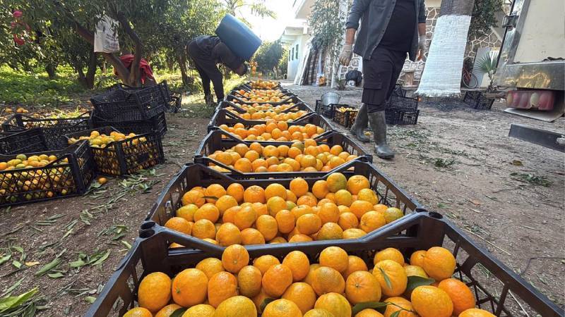 Bodrum mandalinasının kilosu bahçede 15, manavda 100 lira!