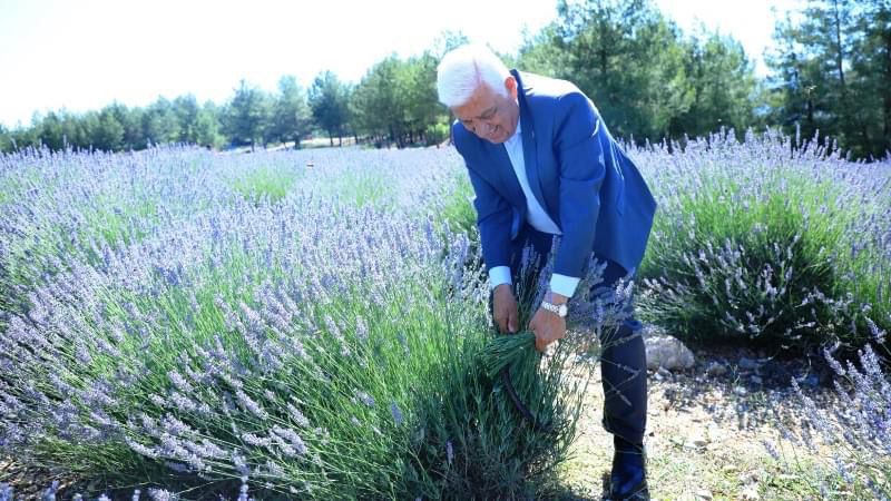 Altyapı eleştirilerinden bunalan belediye başkanları, çözümü Lavantada buldu…