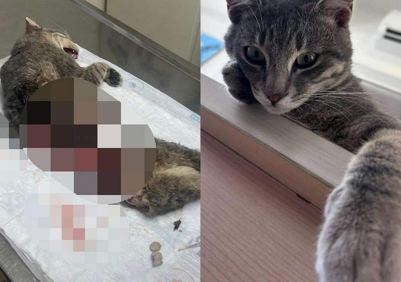 Duman adlı kedinin vahşice katledilmesine tepkiler büyüyor 