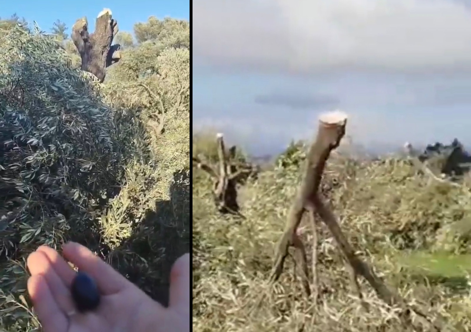 Akbelen’de Zeytin Kesimi Tepkisi: ‘Son Gün, Son Ağaç, Son Meyve’