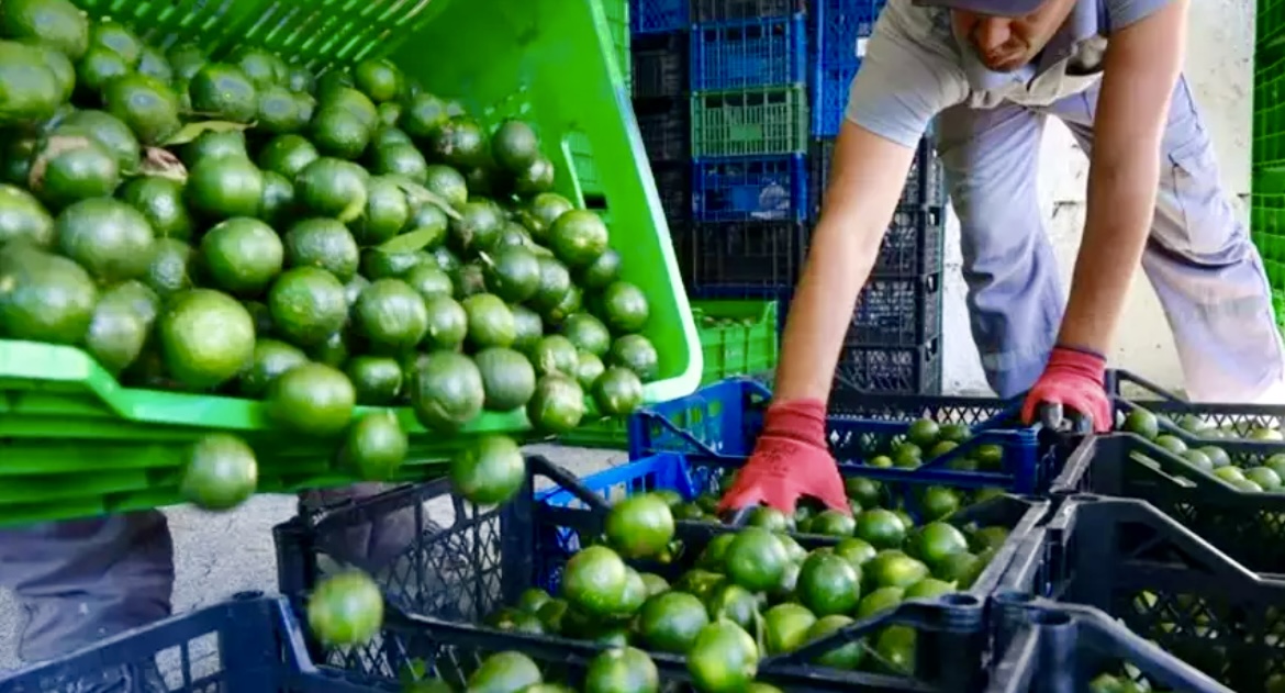 Yeşil altın Bodrum’dan Türkiye’ye yayılıyor! Üreticiye erken hasat desteği