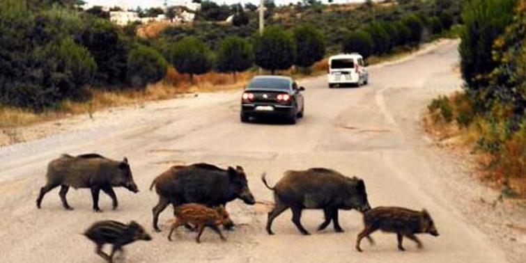 Muğla’da Avcılara Vurulan Her Domuz İçin 5 Kurşun Verilecek