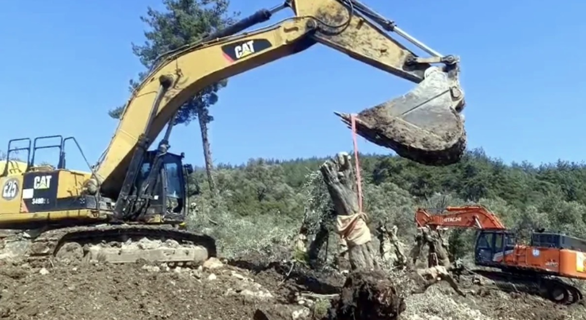 İkizköy Akbelen’den sonra Çamköy’de zeytin kesimi ve sökümü başladı