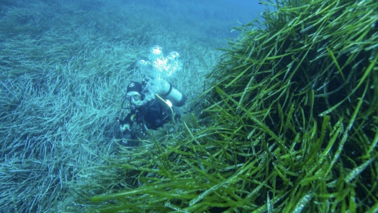 Bodrum Yarımadası Deniz Çayırı Analizi Sonuçları Yayınlandı