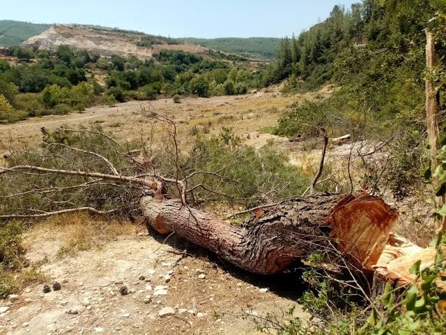 AKBELEN ORMANLARI, ENERJİ ve ÇEVRE SORUNU