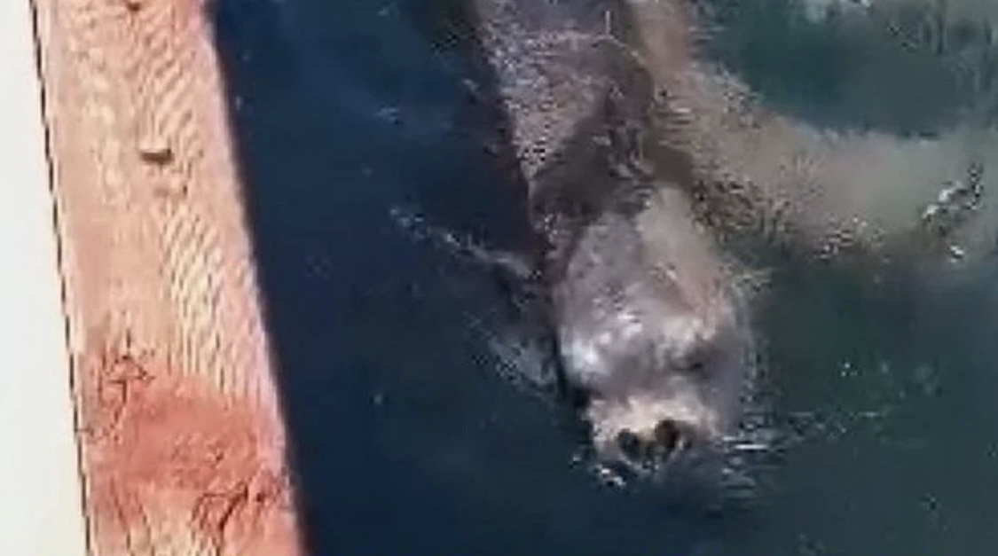 Bodrum limanında fok görüntülendi