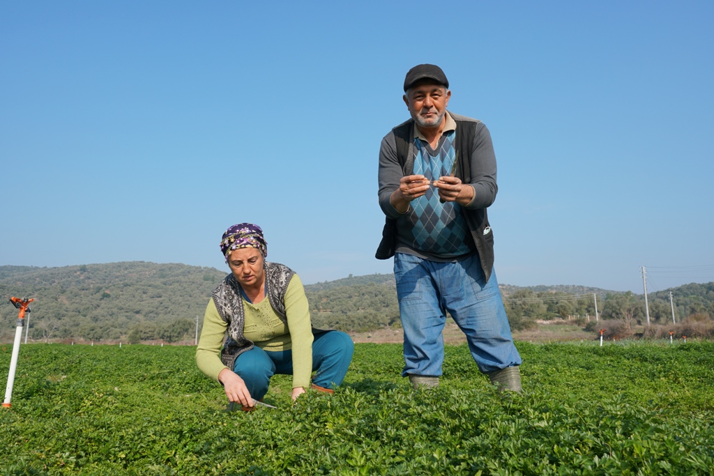 TARIMSAL ÜRETİMDE KÜMELENME MODELİ PROJESİ HAYATA GEÇİRİLİYOR