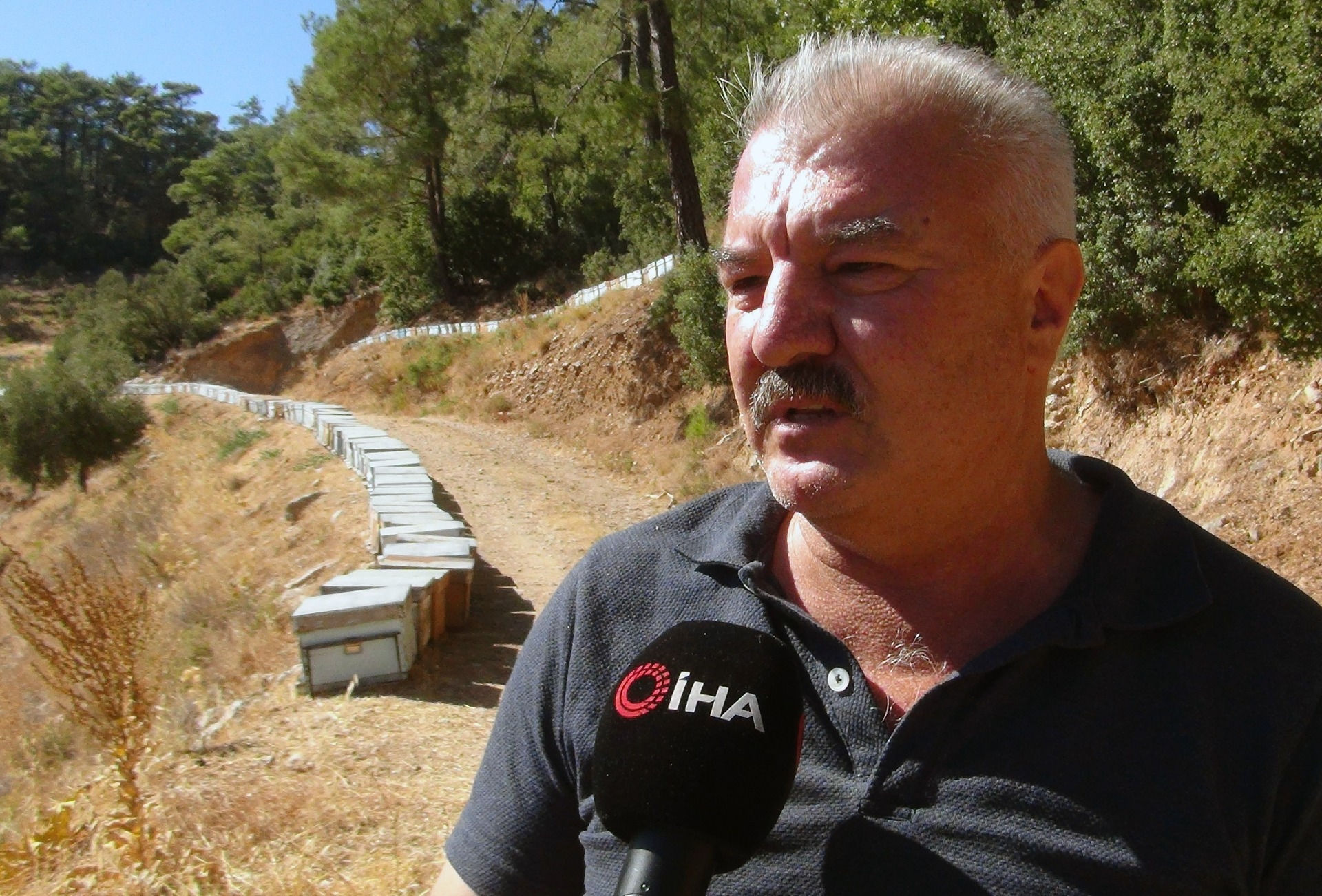 Çam balında tehlike çanları