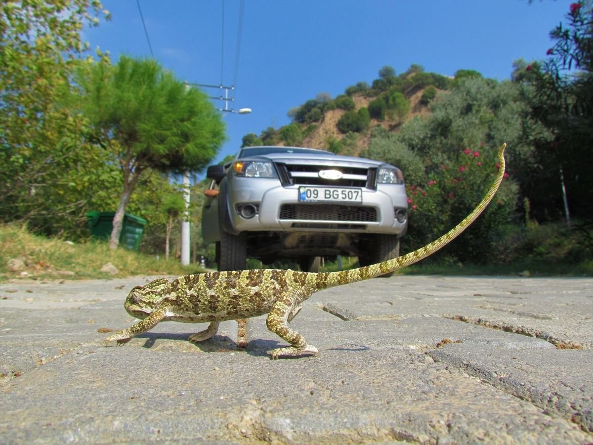 Doğaseverlerden, ekolojik köprü çağrısı 