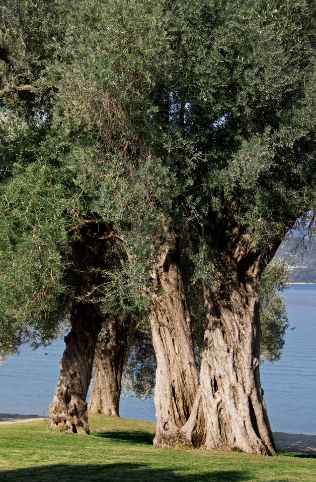  Bodrum’da çevre dostu otele zeytinyağı ödülü