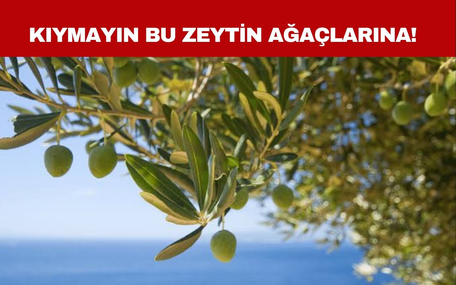 Kıymayın bu zeytin ağaçlarına: Muğla'nın bu ilçelerinde koordinatlı tehlike!