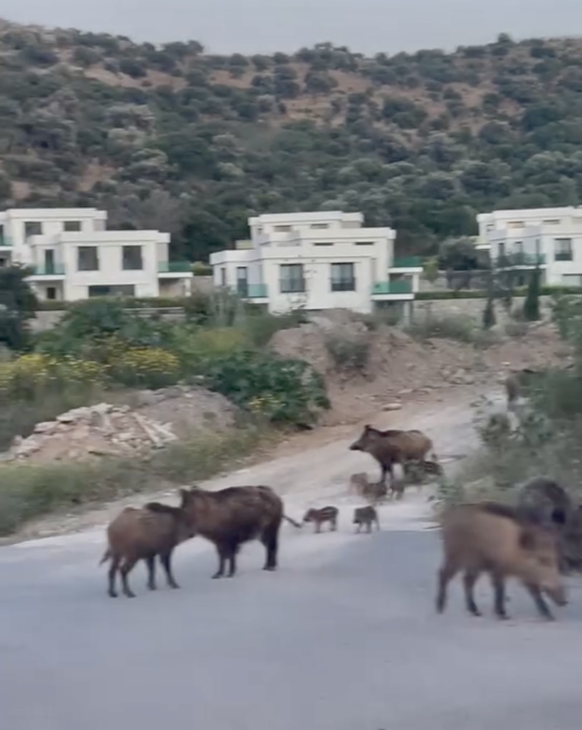 Bodrum Küçükbük’te ‘Aile Boyu Şehir Turu’: Acıkan domuzlar soluğu sahilde aldı 