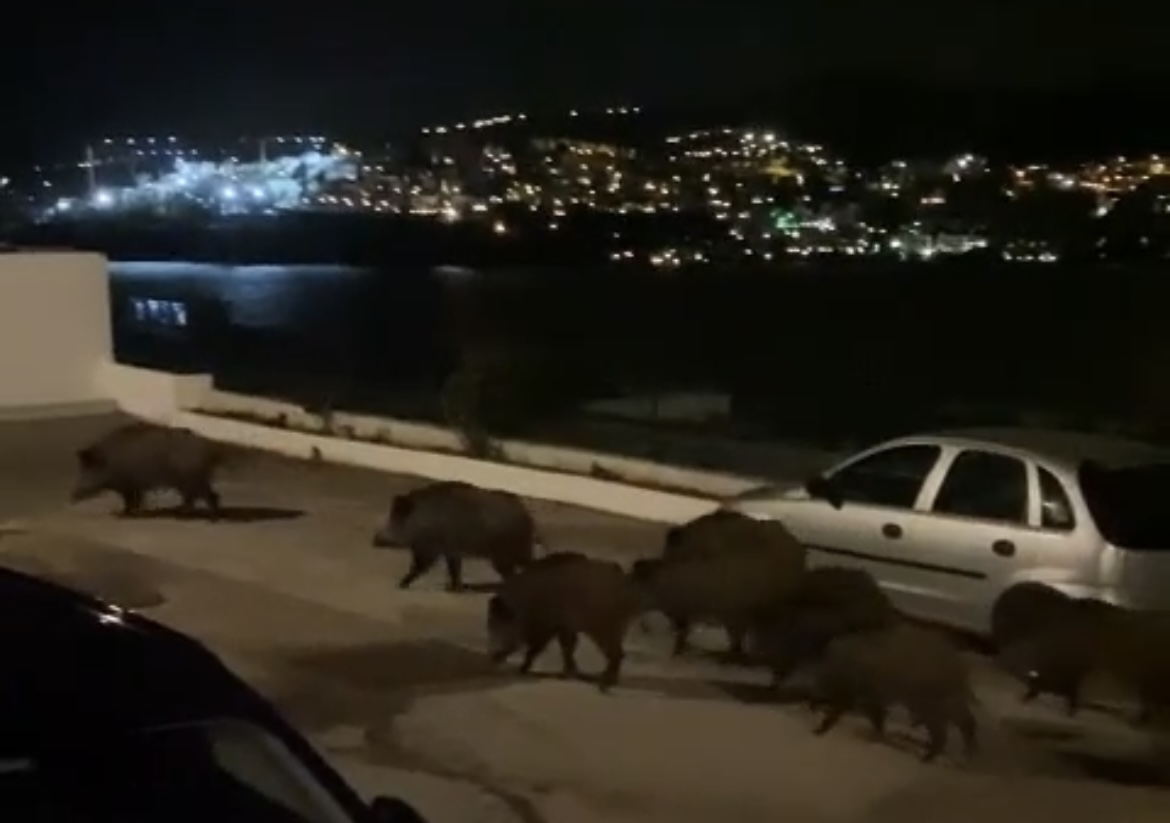 Domuz sürüsü Gündoğan Sahilinde yemek aradı 