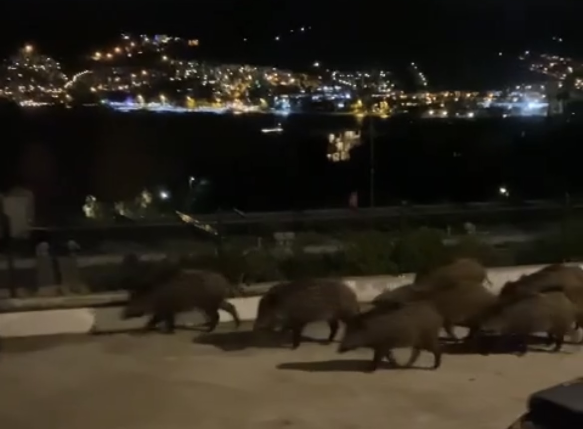 Domuz sürüsü Gündoğan Sahilinde yemek aradı 
