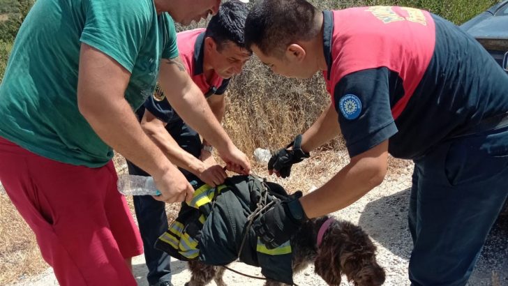 UÇURUMDAN DÜŞEN KÖPEĞİ SIRTINDA TAŞIDI