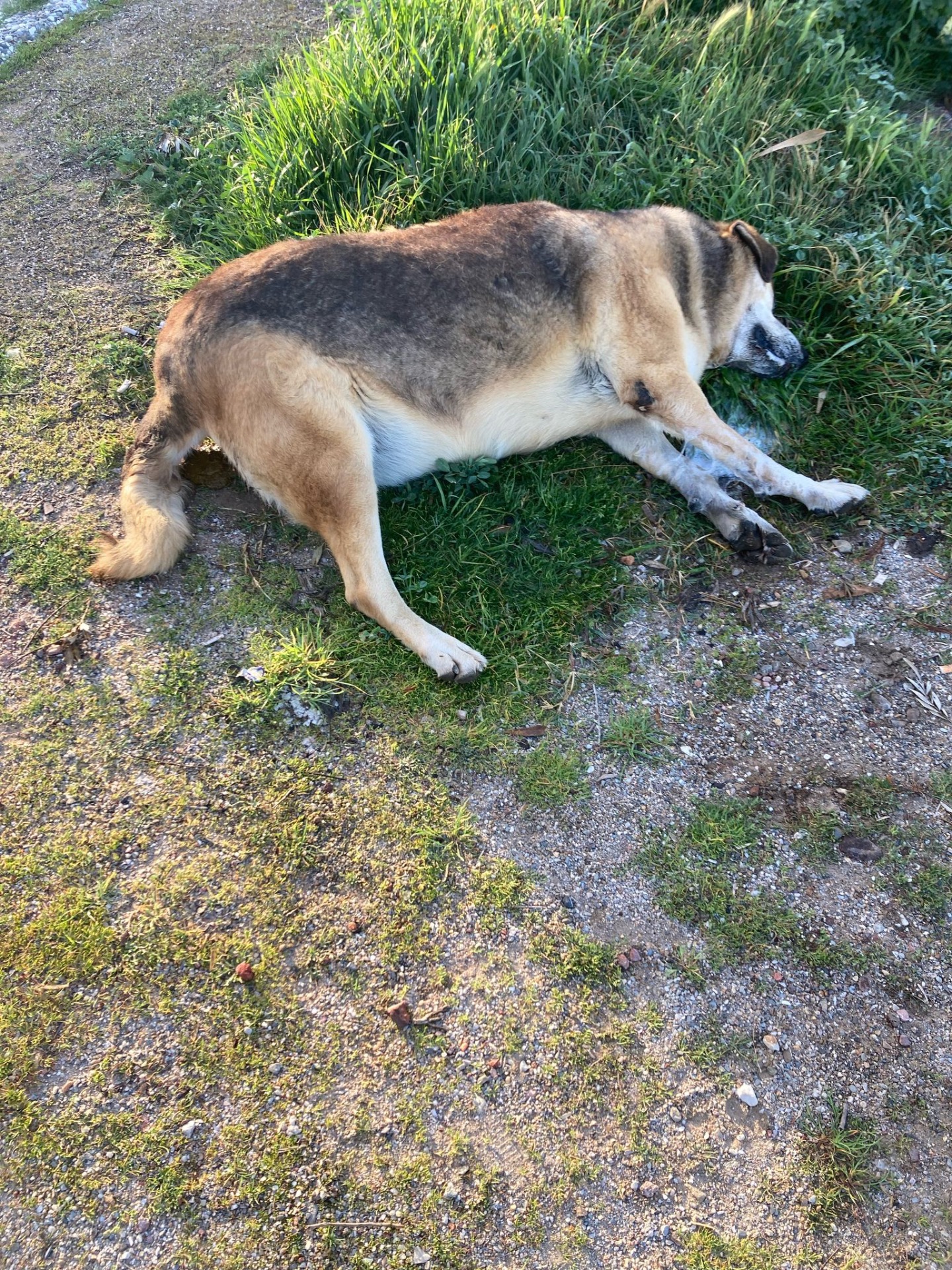 Bodrum Bitez’de zehirlenen 2 köpek, yaşamını yitirdi!