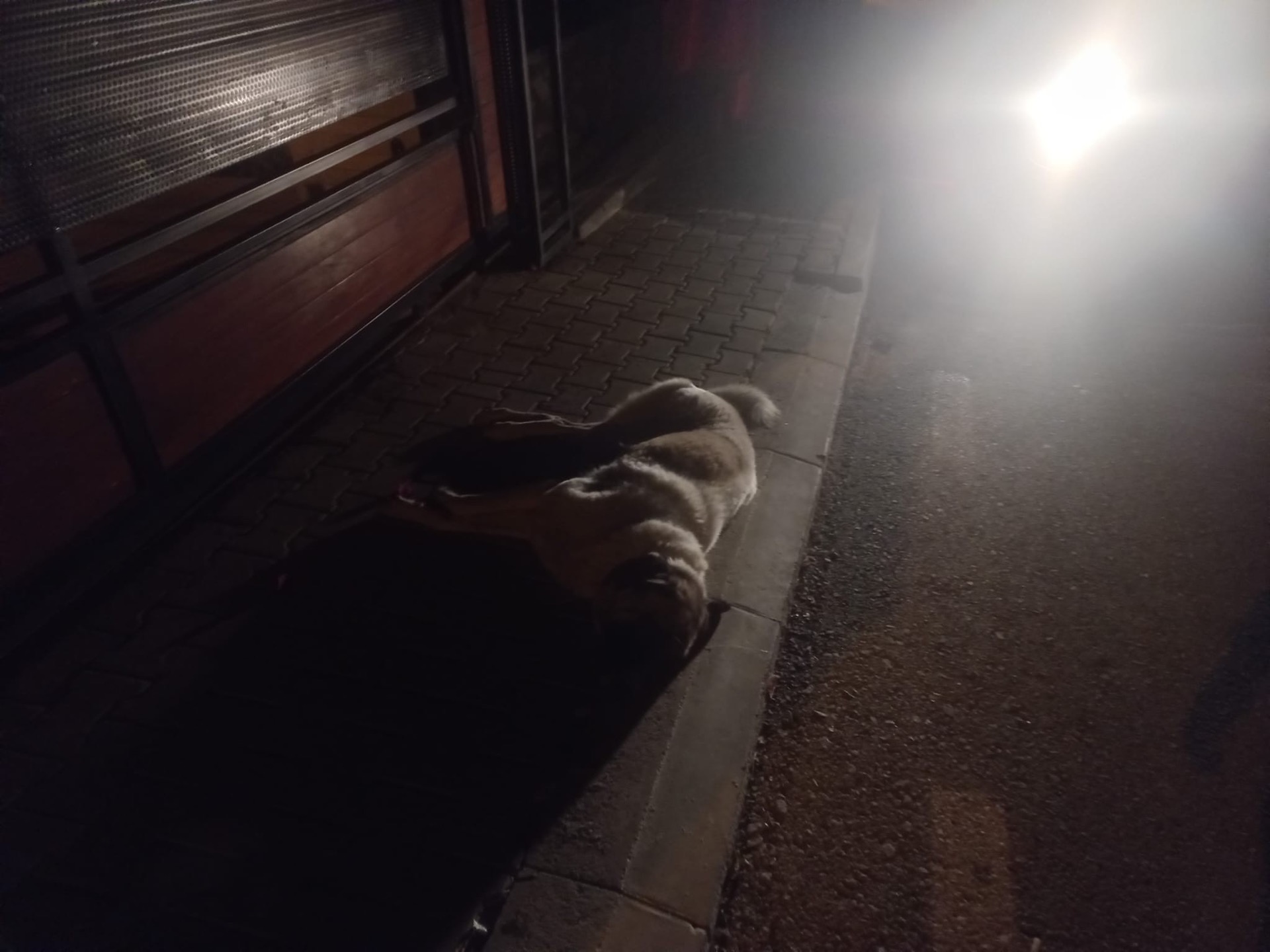  Bodrum’da 3 köpek ölmüş olarak bulundu