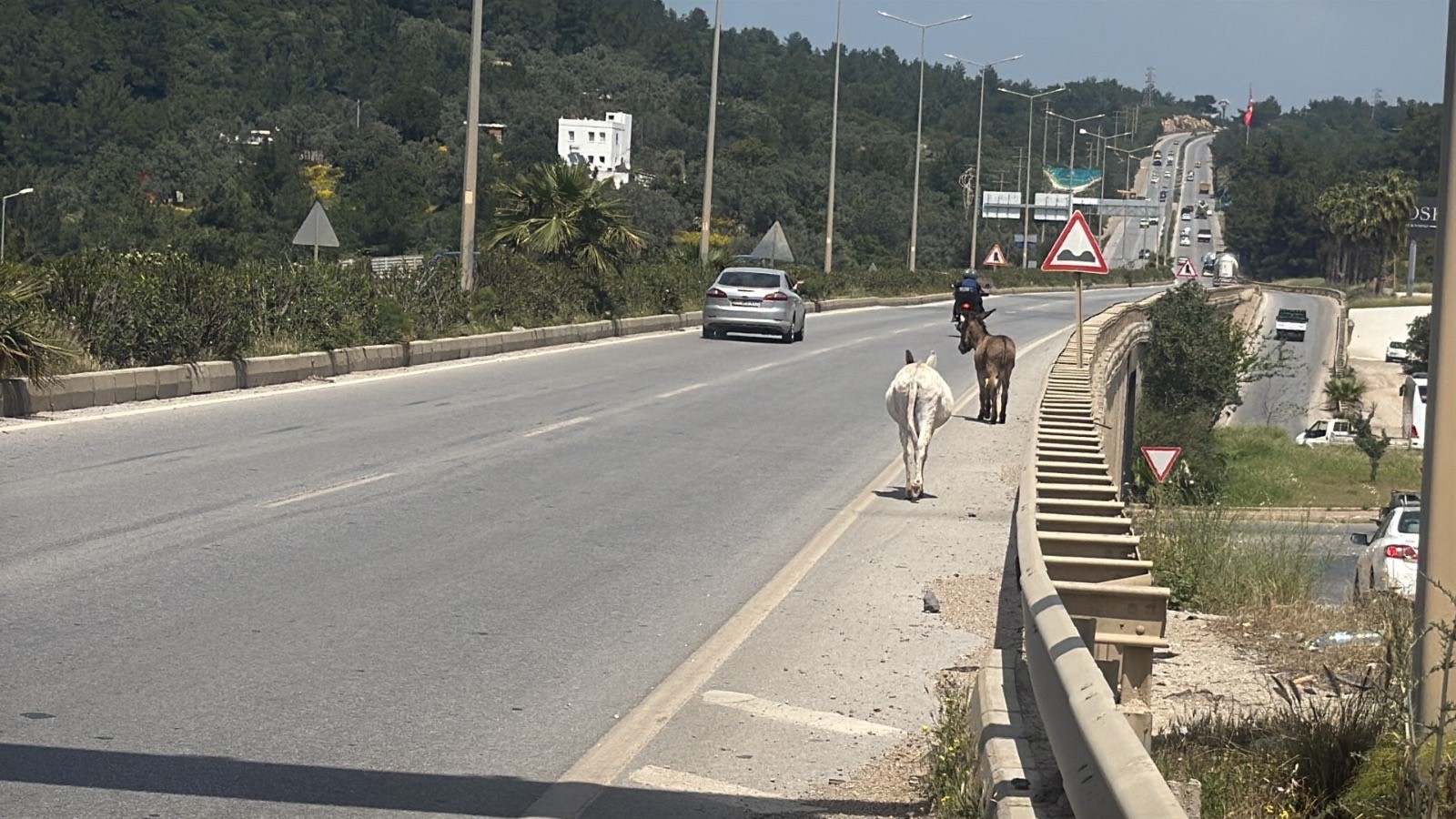 Eşekler trafiği birbirine kattı