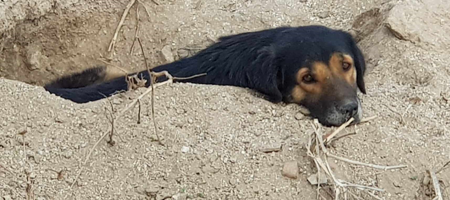 3 köpeği kamyonete bindirip götürdüler