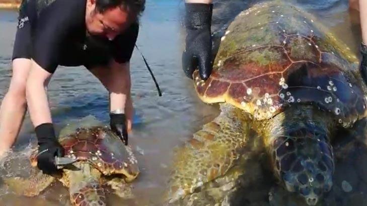 CARETTA CARETTA HALATLARA DOLANMIŞ HALDE BULUNDU