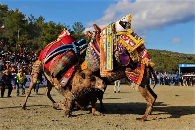 Bodrum’da Geleneksel Deve Güreşi Festivali: 5 Ocak Pazar 