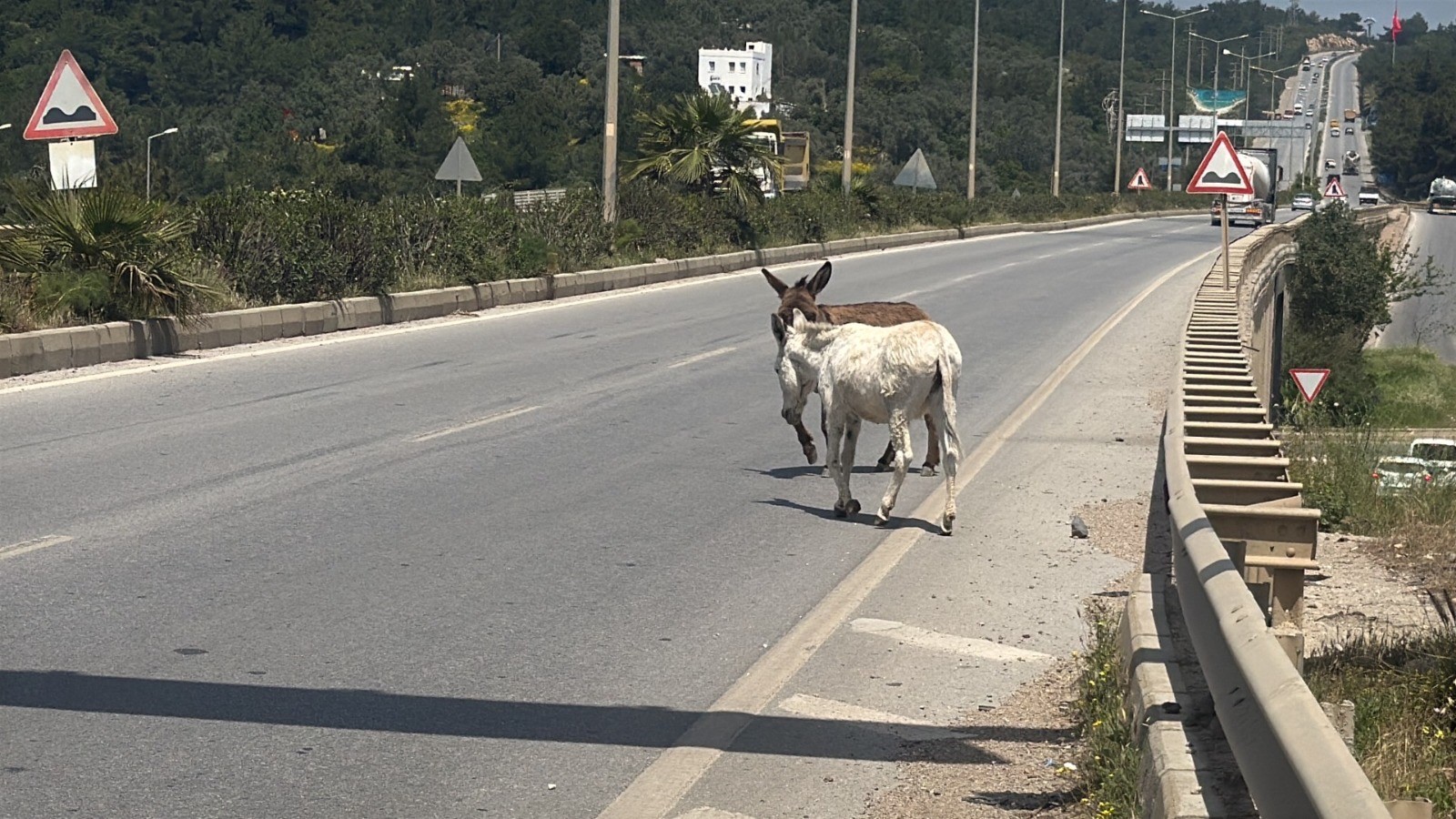 Eşekler trafiği birbirine kattı
