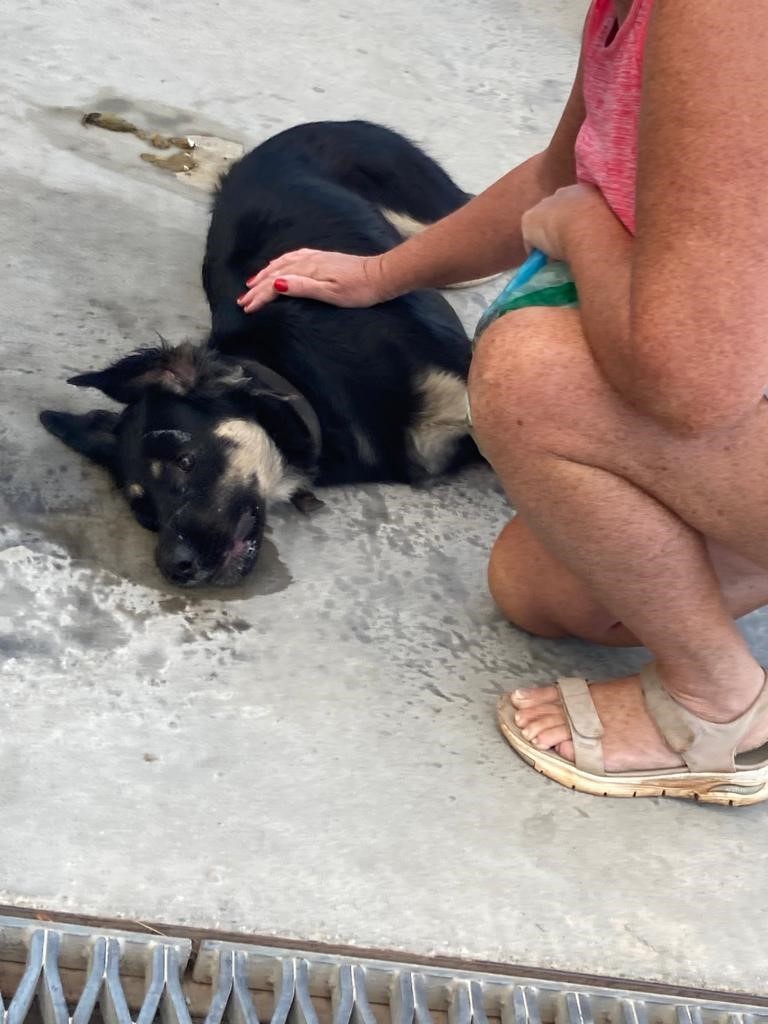 Bodrum’da köpekleri zehirlediler