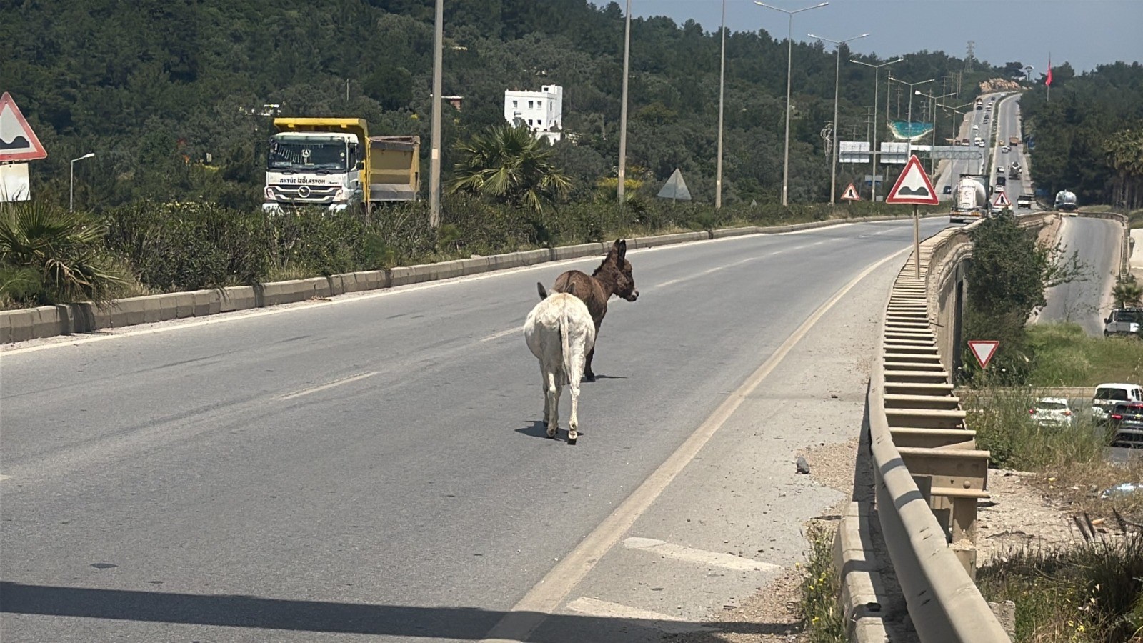 Eşekler trafiği birbirine kattı