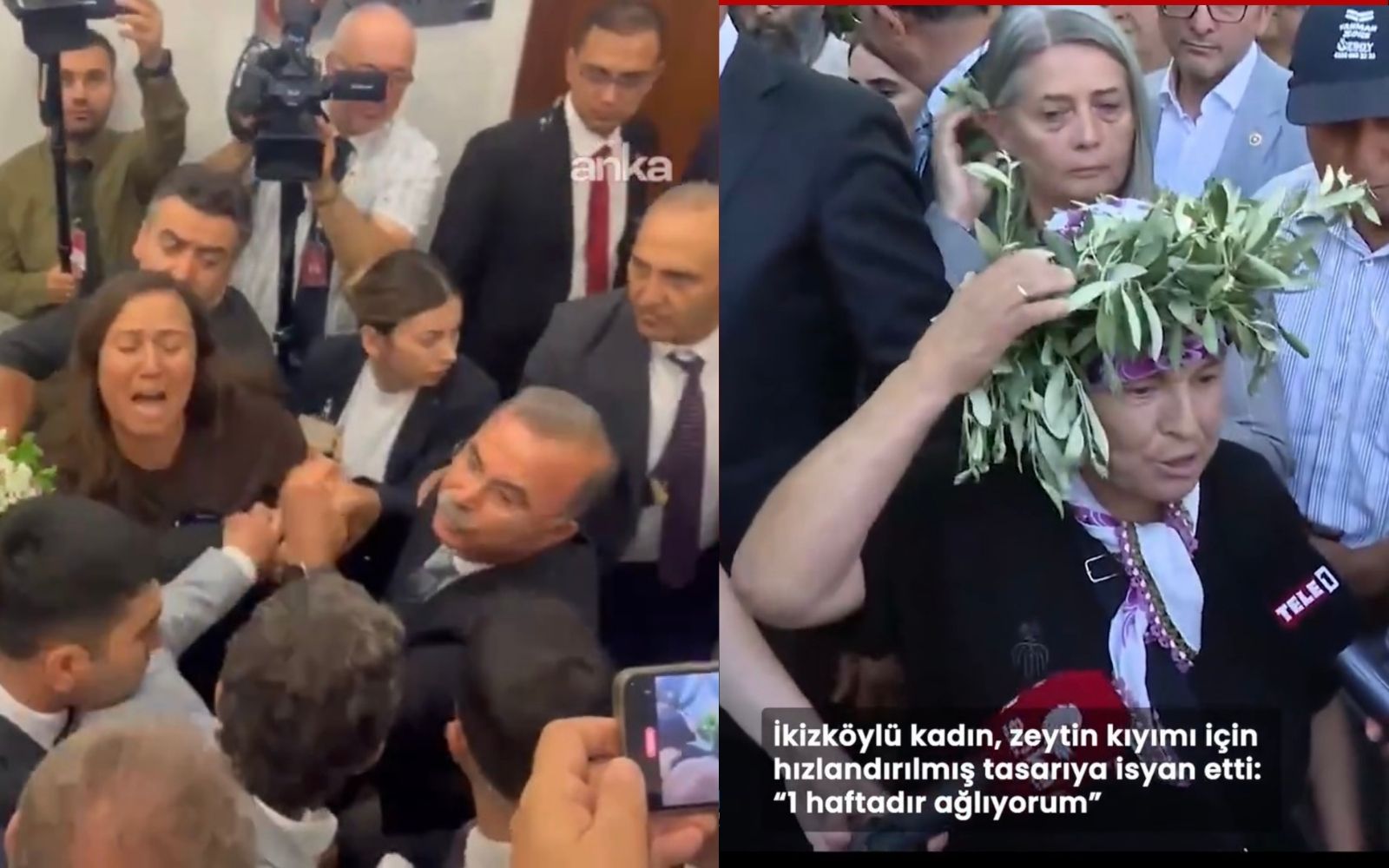 Bodrum çevresini de ilgilendiren yasa: ‘Zeytin Ağaçlarımız Madenlere Kurban Gidecek!’
