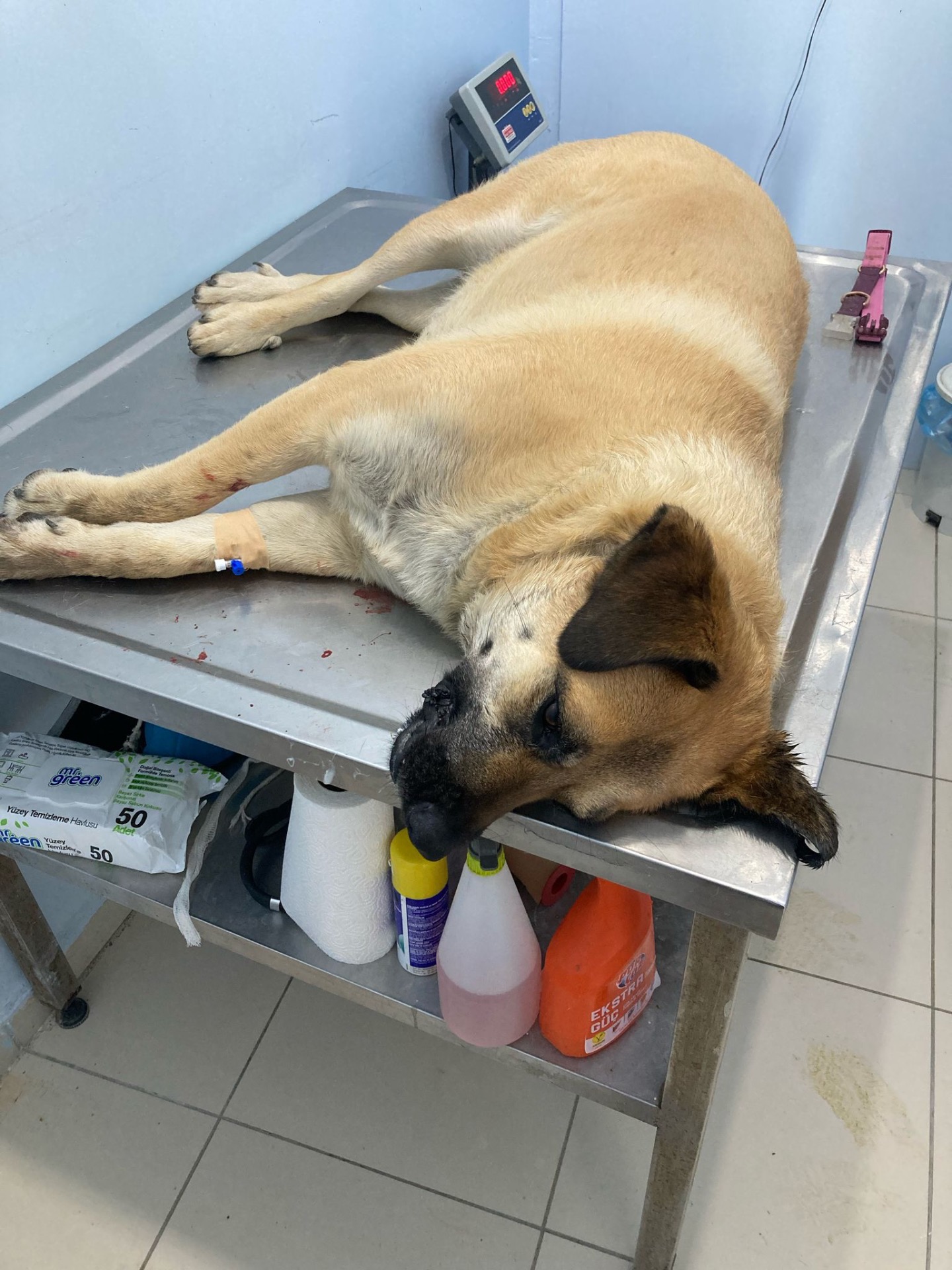 Bodrum Bitez’de zehirlenen 2 köpek, yaşamını yitirdi!