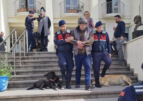 Bodrum'da 12 hayvanı zehirlediği iddia edilen şahıs yakalandı