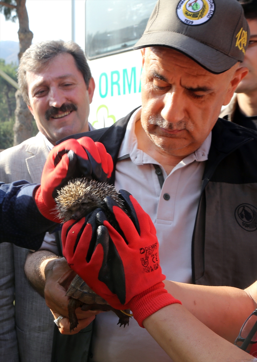 Marmaris'teki yangında mahsur kalan kirpi ve kaplumbağayı hayvanseverler kurtardı