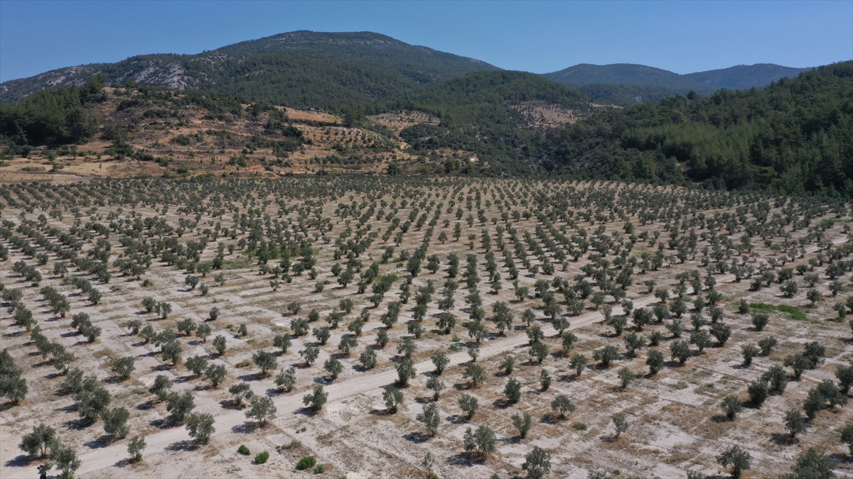 Milas'ta termik santralin maden sahasına dikilen zeytin ağaçları ürüne dönüştü