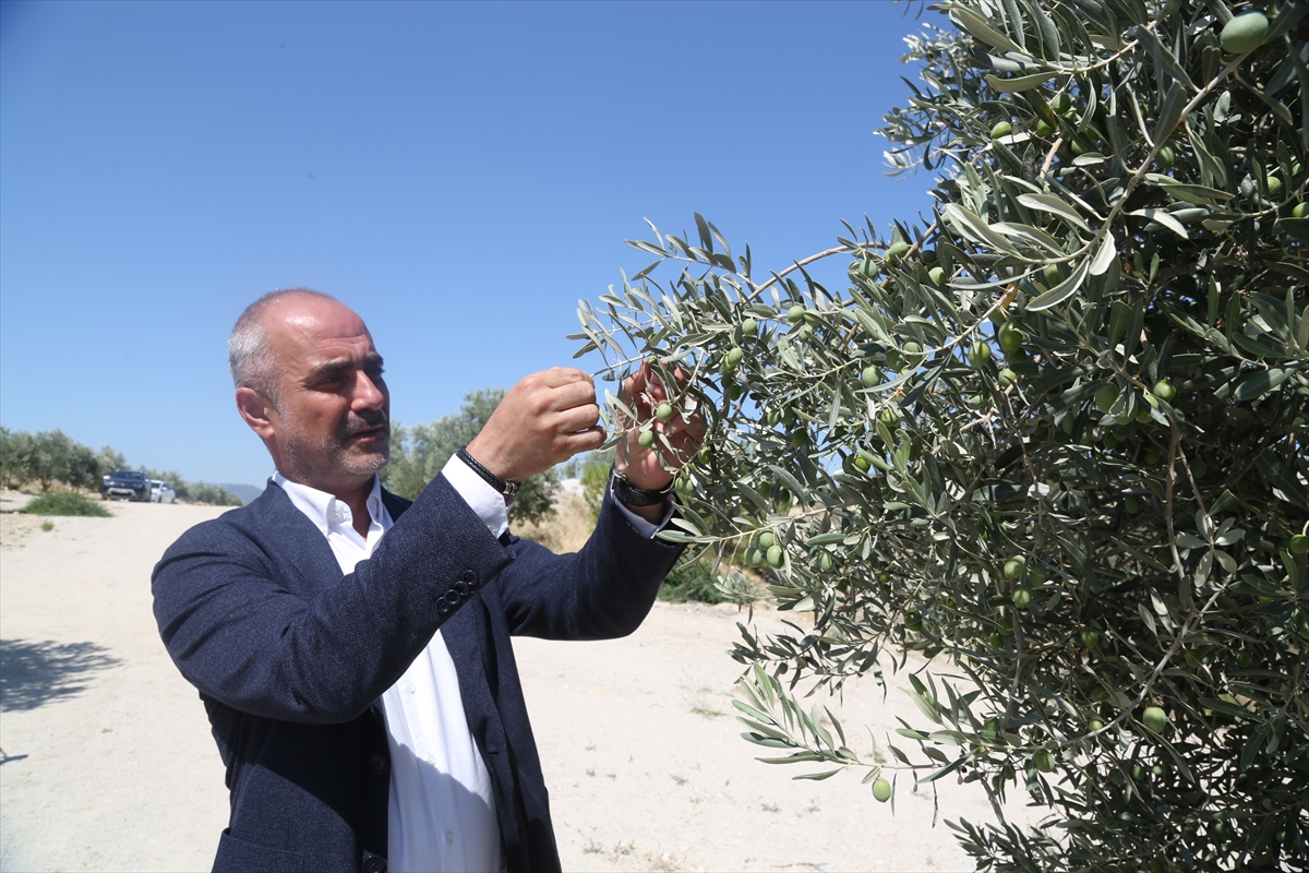 Milas'ta termik santralin maden sahasına dikilen zeytin ağaçları ürüne dönüştü