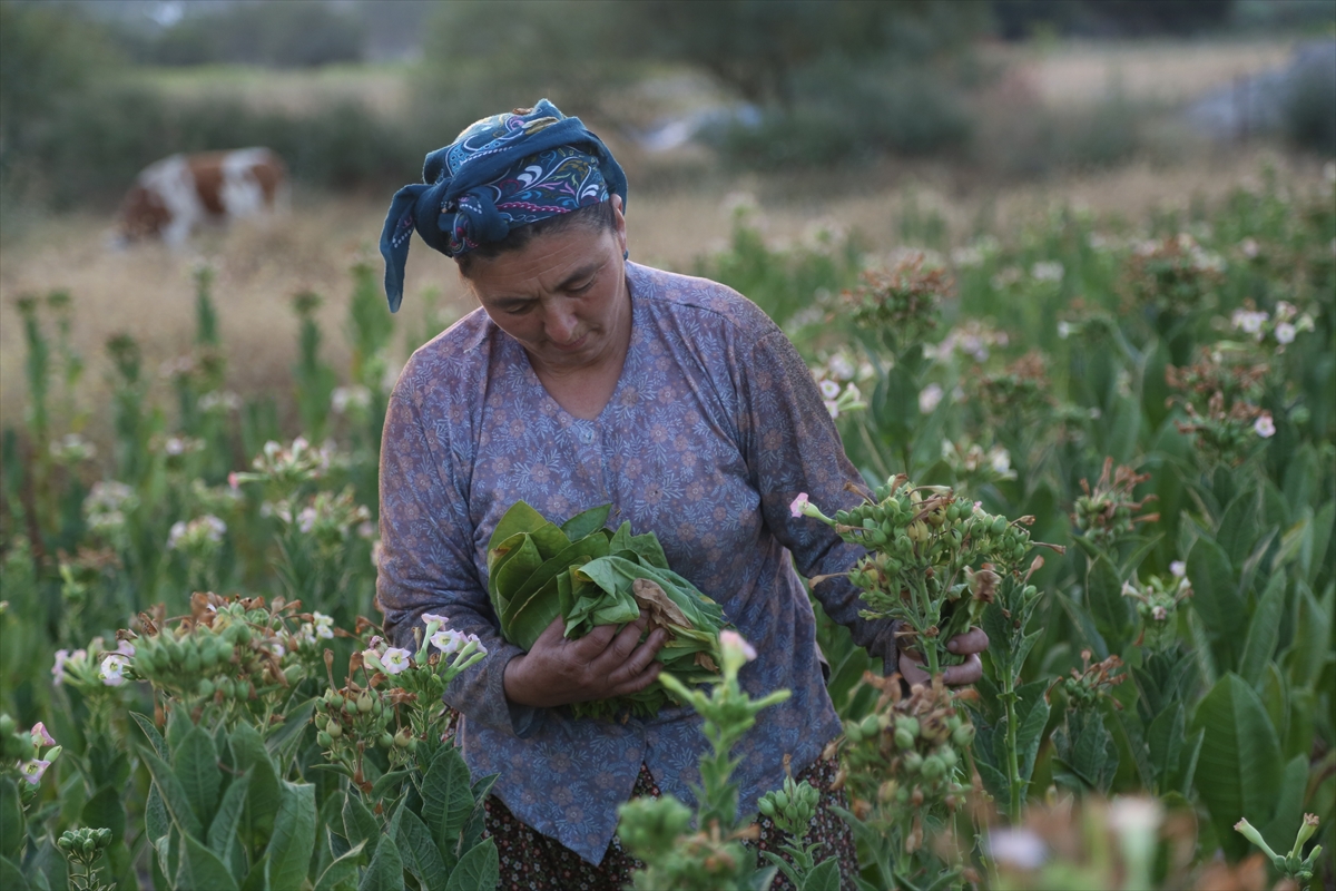Milas'ta sulama imkanı bulunmayan tarlalarda tütün üretimi yapılıyor
