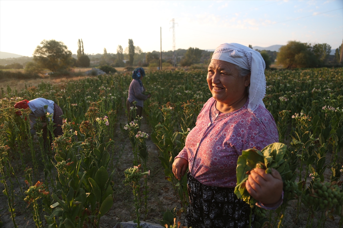 Milas'ta sulama imkanı bulunmayan tarlalarda tütün üretimi yapılıyor