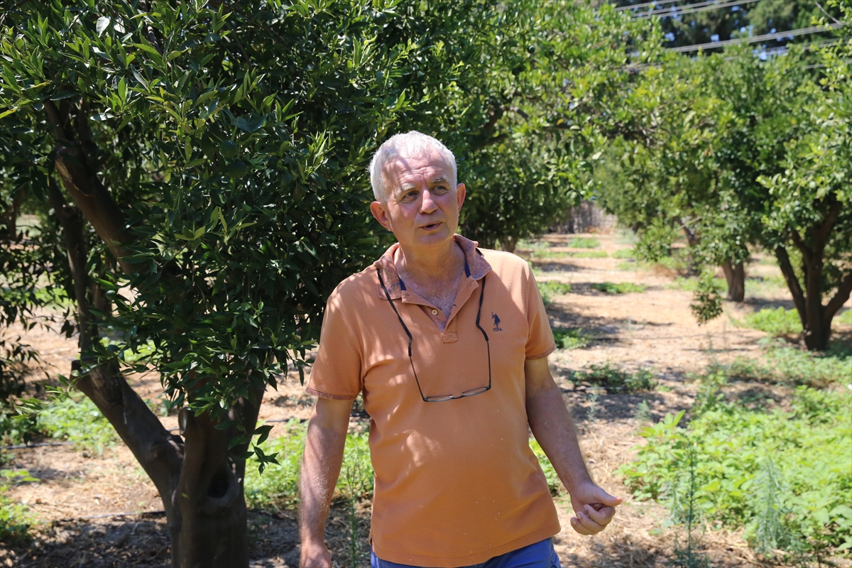 Yeşil Bodrum mandalinası yiyecek ve içeceklere tat veriyor 