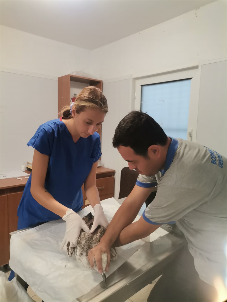 Bodrum'da yaralı halde bulunan martı tedavi edildi