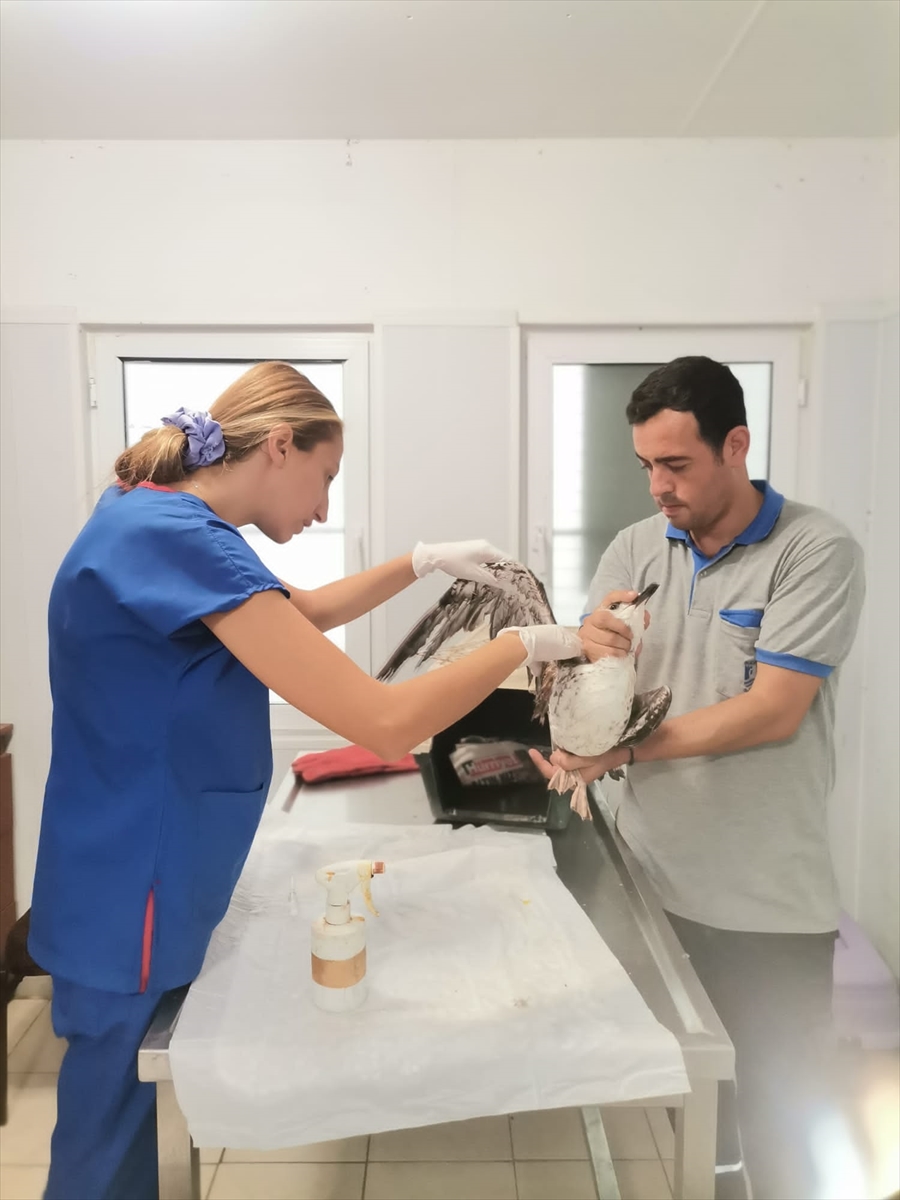 Bodrum'da yaralı halde bulunan martı tedavi edildi