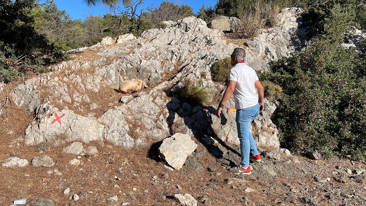 Bodrum'da çarşafa sarılı dağlık alana bırakılan paketten köpek ölüsü çıktı