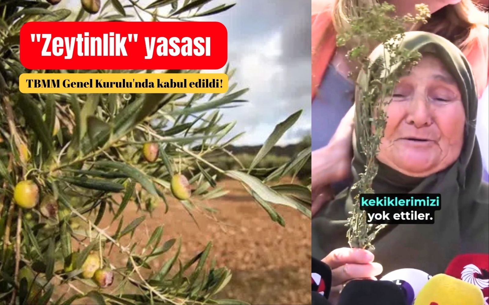 Zeytinlikleri madenciliğe açacağı öngörülen kanun teklifi kabul edildi