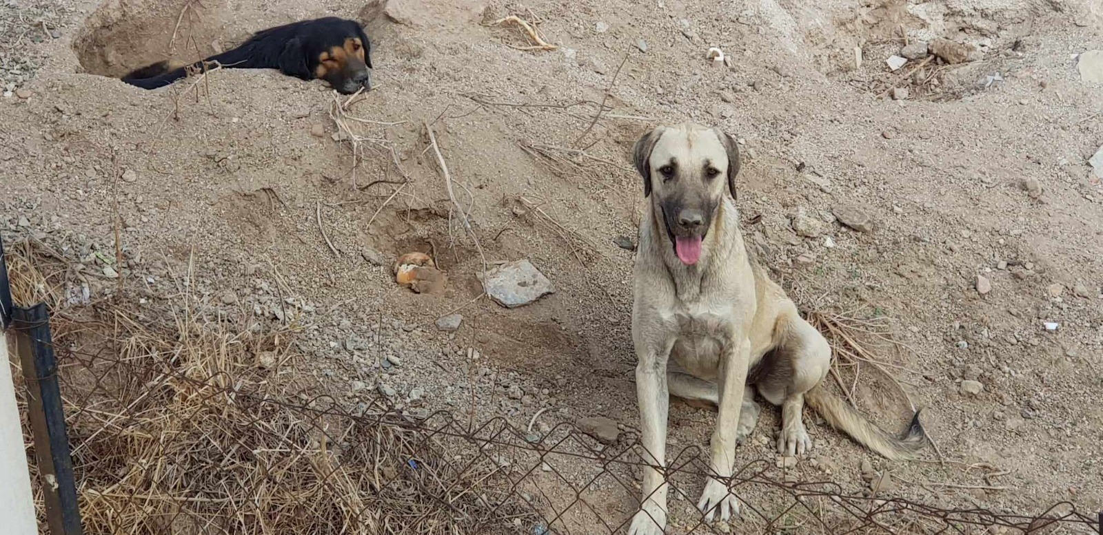 3 köpeği kamyonete bindirip götürdüler