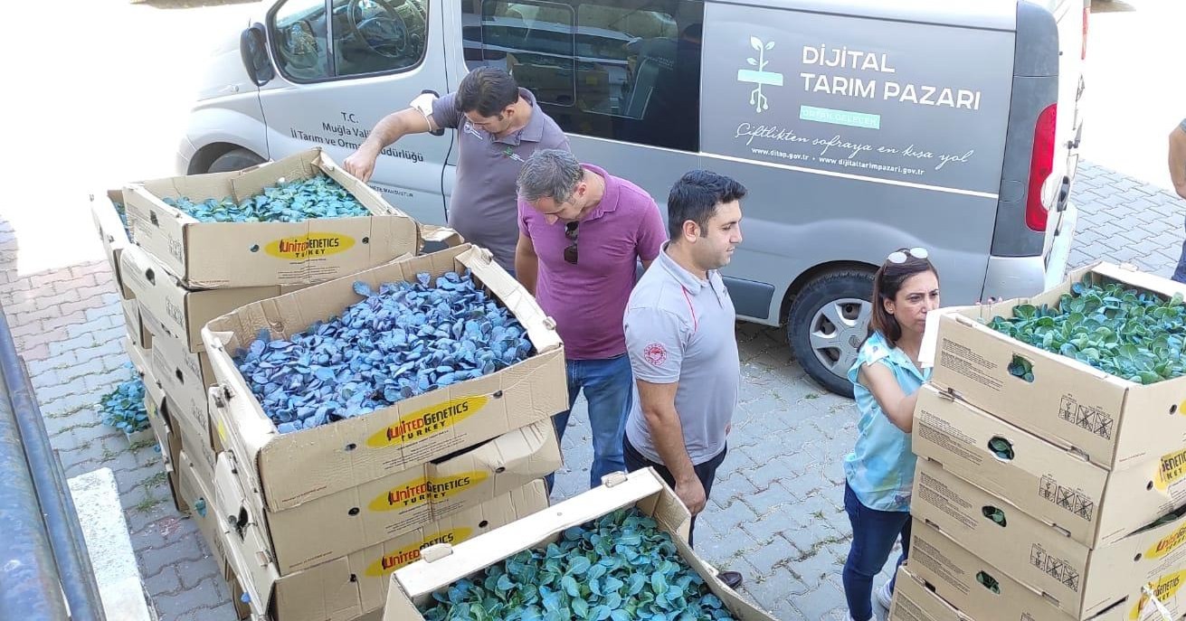 Muğlalı çiftçiler kışa hazırlanıyor: 121 bin 507 kışlık sebze fidesi dağıtıldı