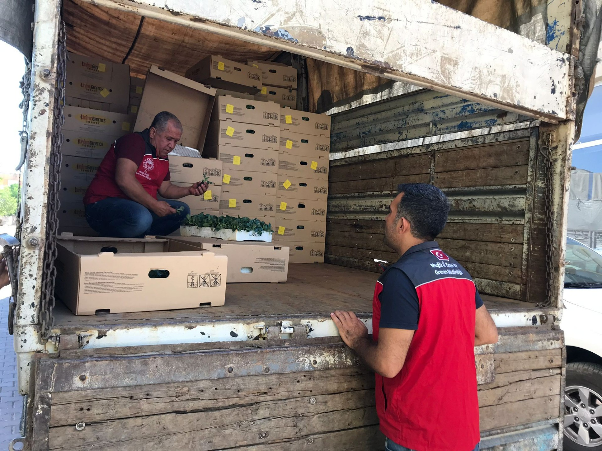 Muğlalı çiftçiler kışa hazırlanıyor: 121 bin 507 kışlık sebze fidesi dağıtıldı