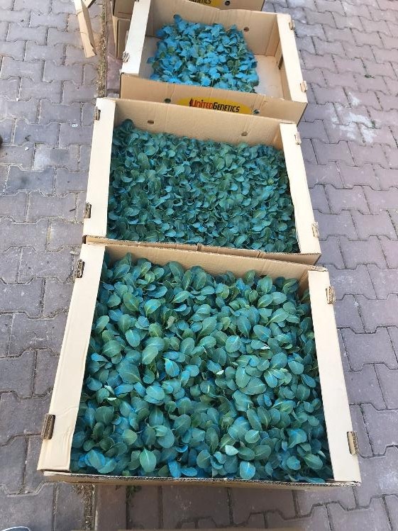 Muğlalı çiftçiler kışa hazırlanıyor: 121 bin 507 kışlık sebze fidesi dağıtıldı