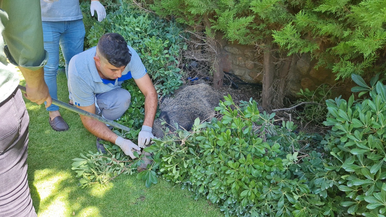 Yaralı domuz için seferber oldular