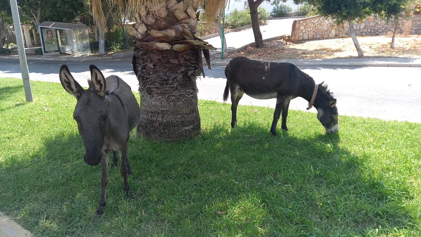 Bodrum'da başıboş eşeklerin çimen keyfi