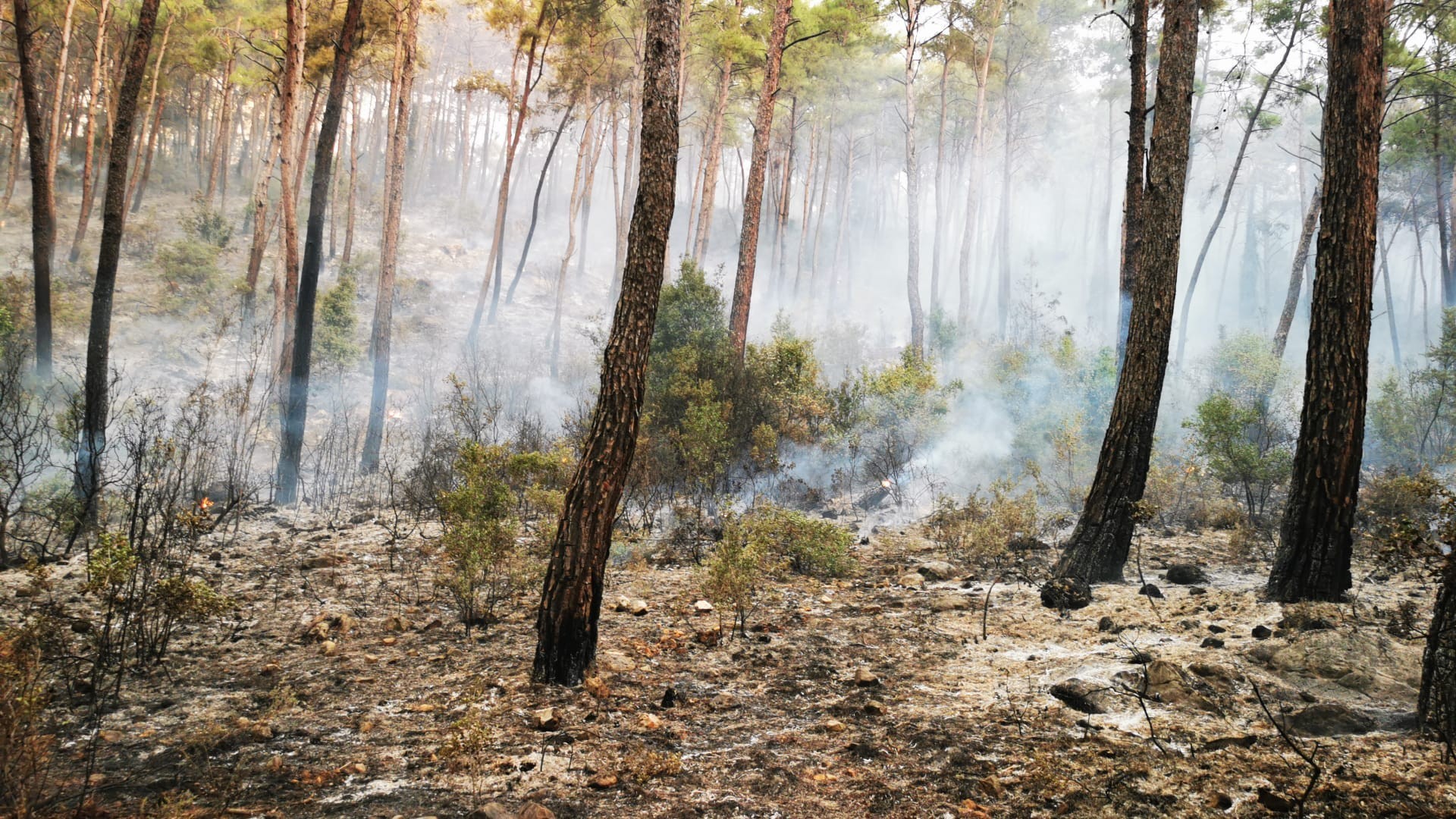 Gökova'da çıkan yangında 50 hektar alan zarar gördü