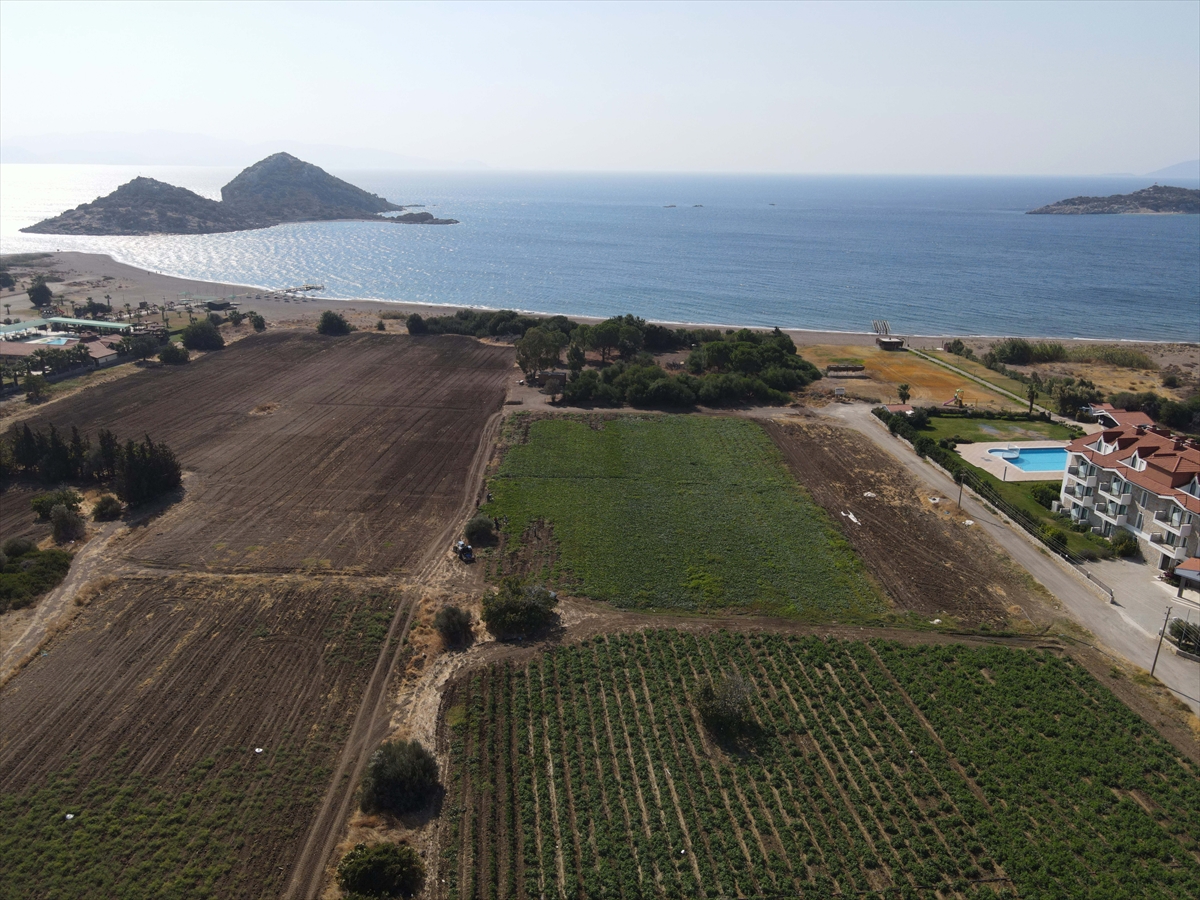 Ana vatanı Güney Amerika olan 'tatlı patates' Muğla iklimine uyum sağladı