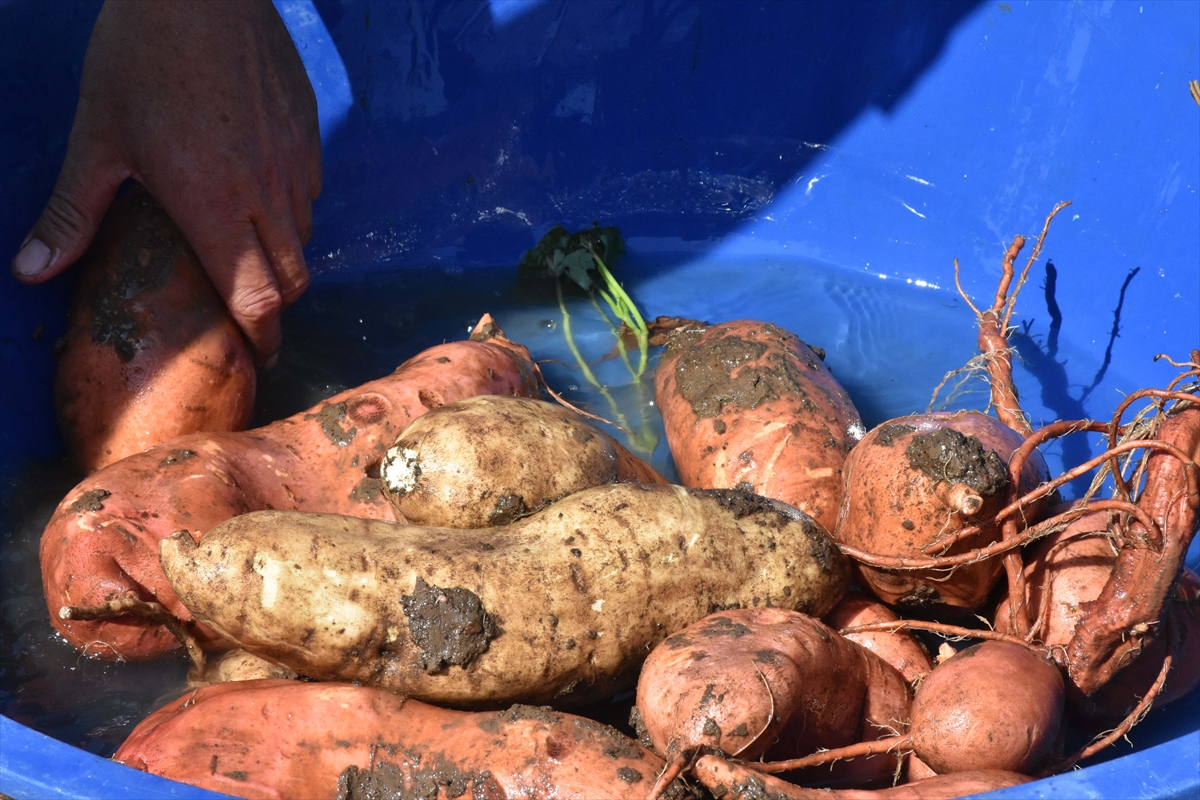 Ana vatanı Güney Amerika olan 'tatlı patates' Muğla iklimine uyum sağladı